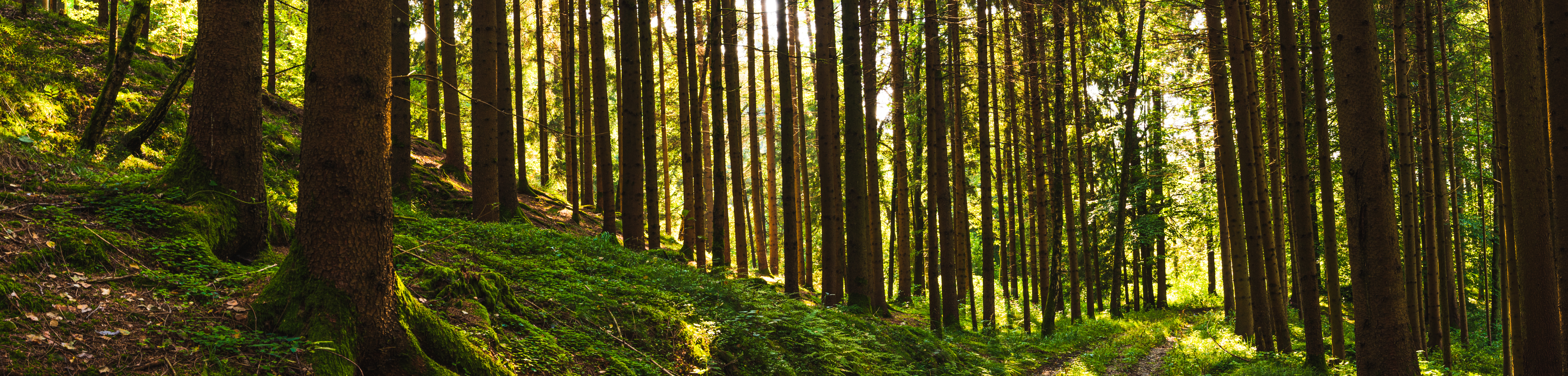 Diese Grafik zeigt einen Wald.