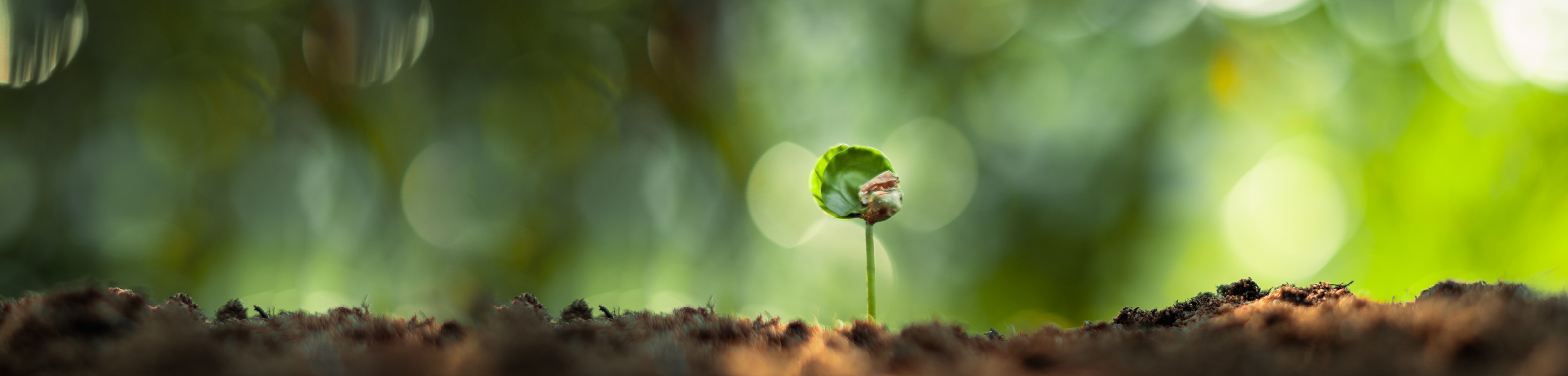 Auf dem Banner sieht man eine Pflanze