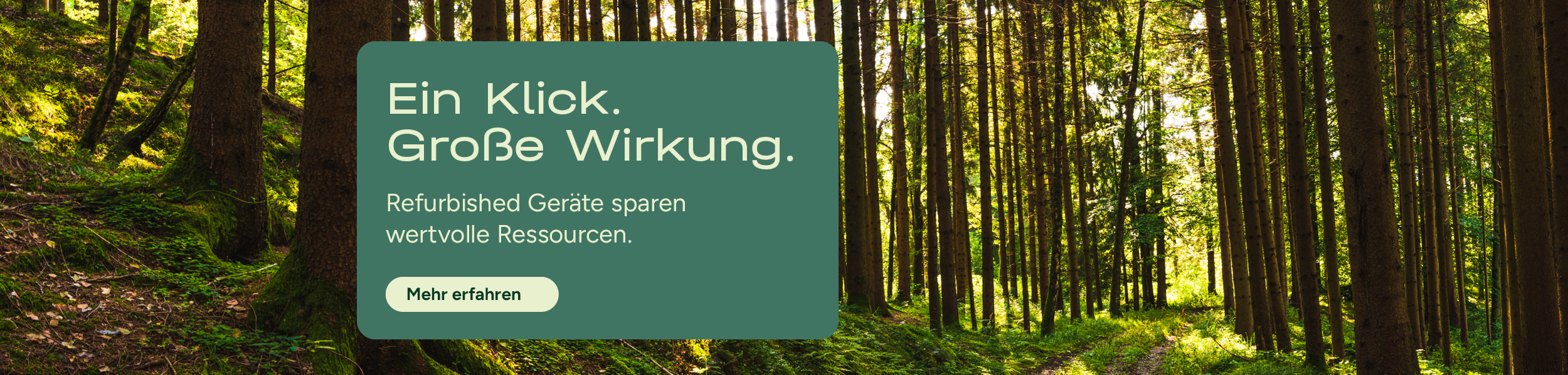 Diese Grafik zeigt einen Wald.